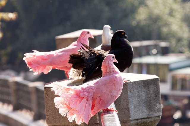 双塔组合 双塔组合