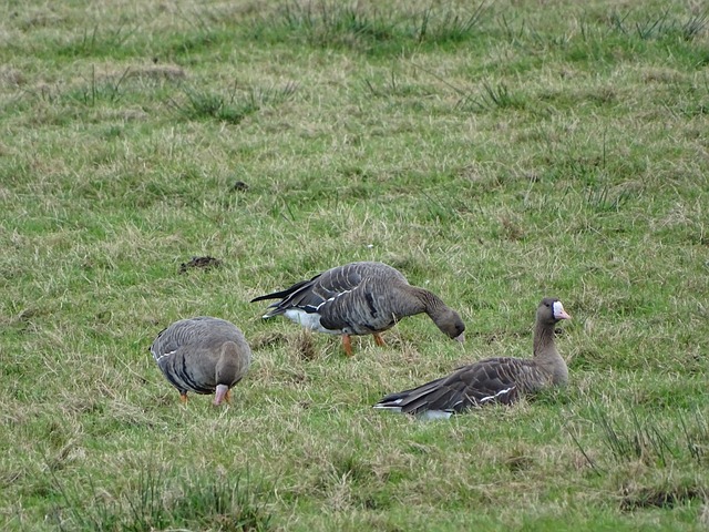 锋位置及后 锋位置及后