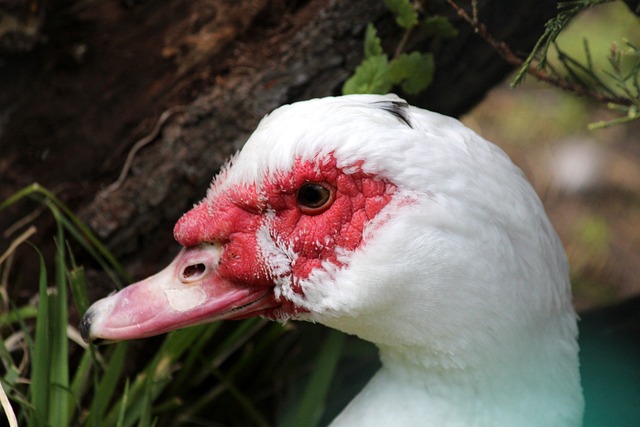 亚冠联赛近 亚冠联赛近